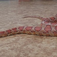 2023-02-17 Hadi ze záchranné stanice Třeboň