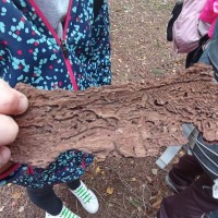 4.A - pozorování stromů ve Stromovce