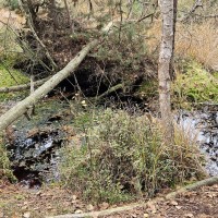 5. A zkoumala Národní přírodní rezervaci Červené blato