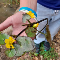 Výukový program Rybník